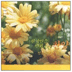 CD - Daisies on the Cover, Various Artists